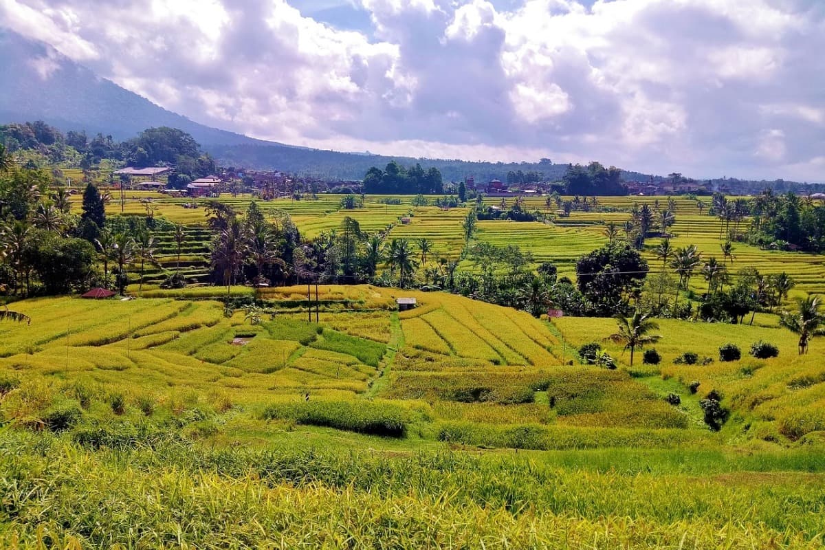 The Real Beauty of Rice Terraces in Bali What Travelers Should Know